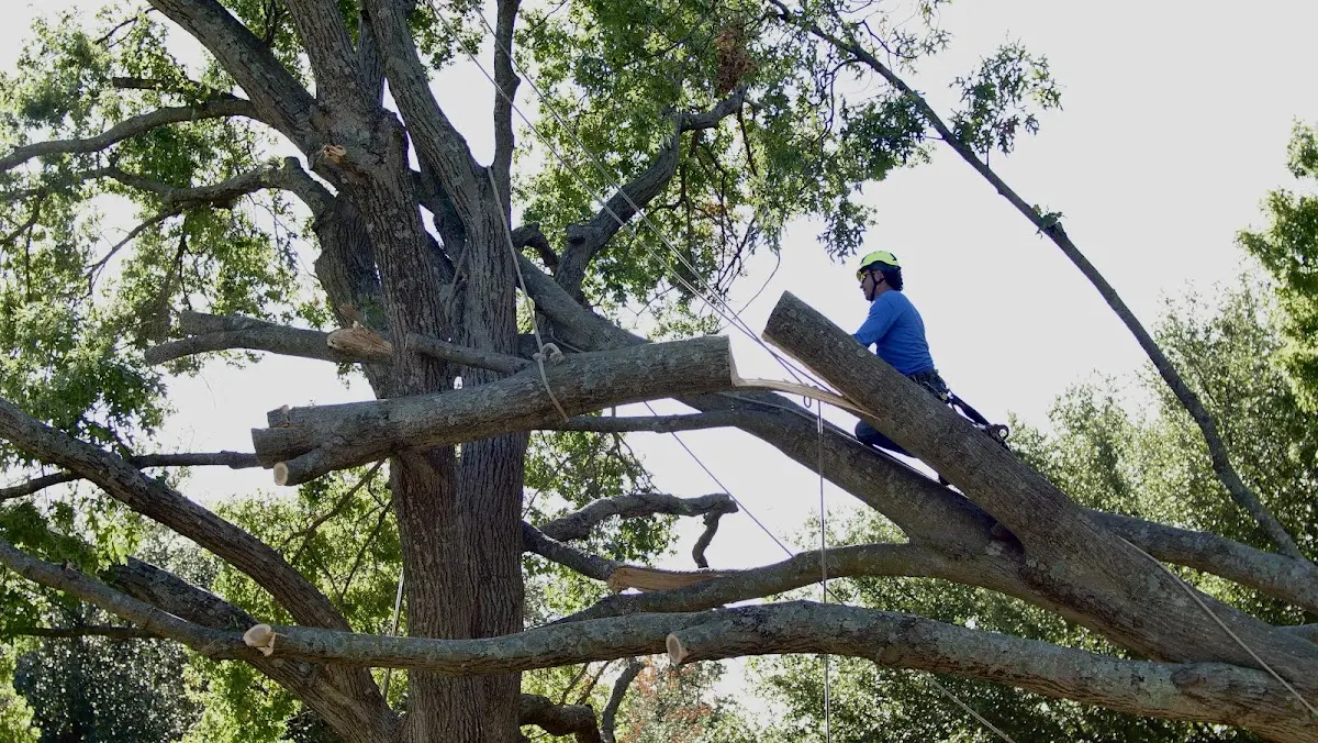 Professional Crown Thinning performed by certified arborists in Prairie Lea