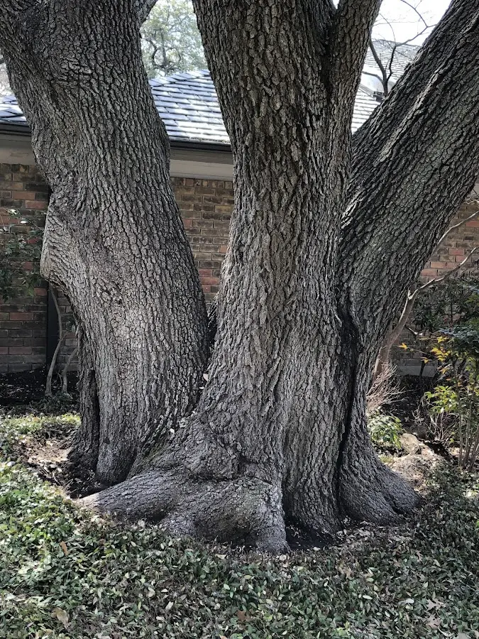 Mature heritage tree close to a Prairie Lea property cared for by certified arborists